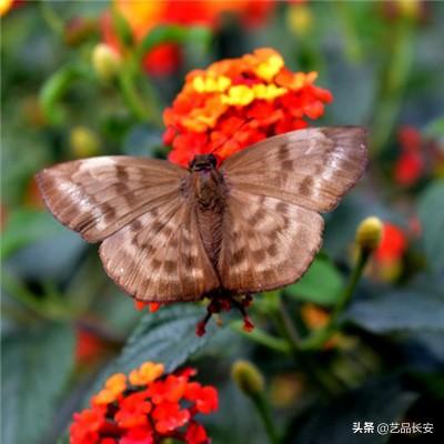 塔防童话挂机版